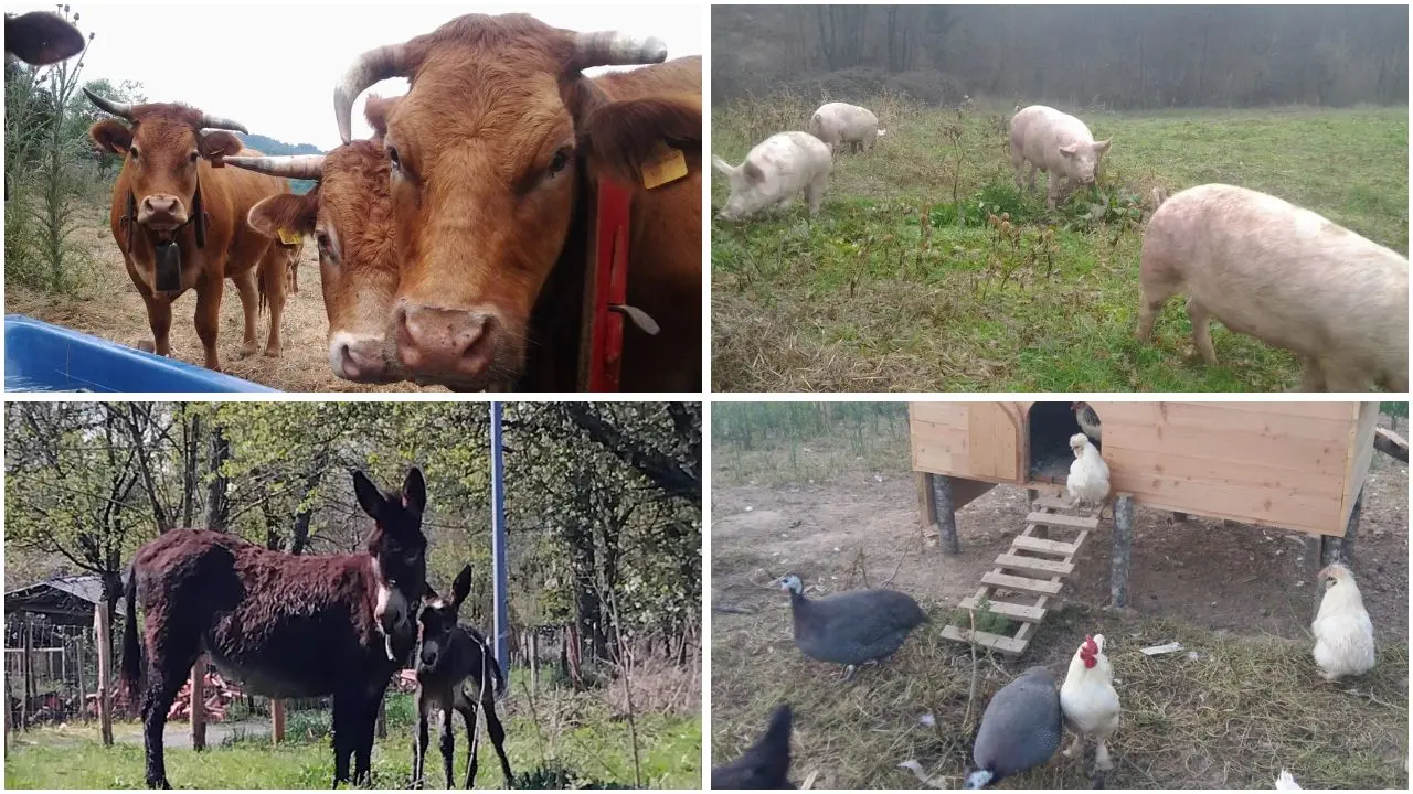 Nasce “Natura Carne”, la nuova filiera corta che valorizza le carni calabresi e il lavoro degli allevatori\n