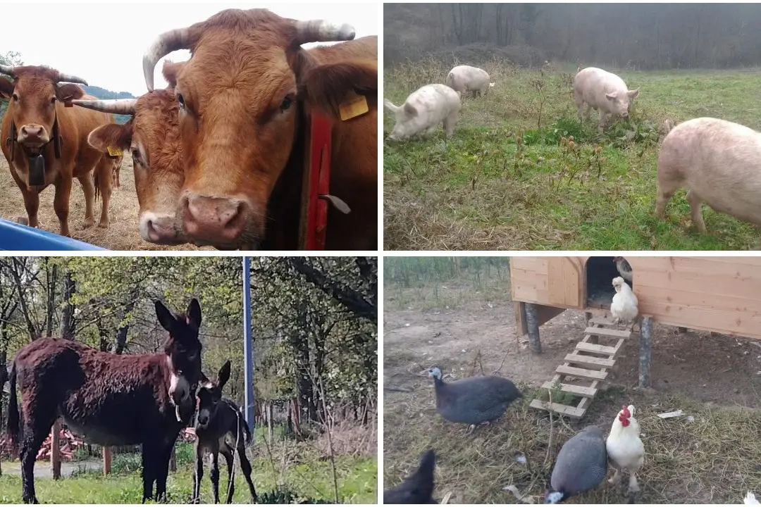 Nasce “Natura Carne”, la nuova filiera corta che valorizza le carni calabresi e il lavoro degli allevatori\n