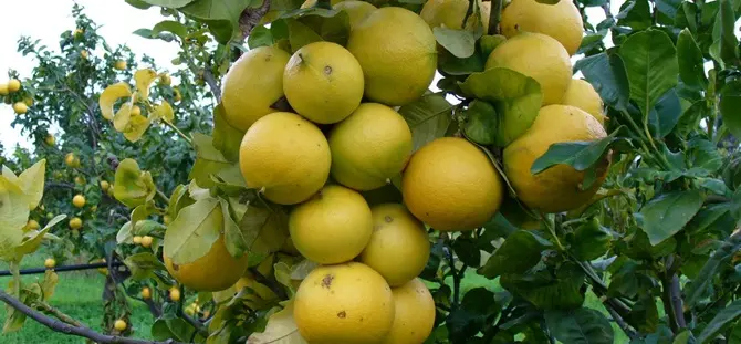 Bergamotto Igp, Cuzzola: «Un traguardo che riempie d'orgoglio, ma la certificazione da sola non basta»\n