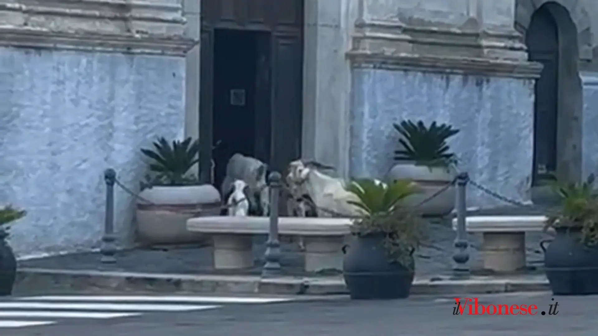 Capre a spasso per Tropea: entrano in chiesa e prendono a testate le vetrine dei negozi