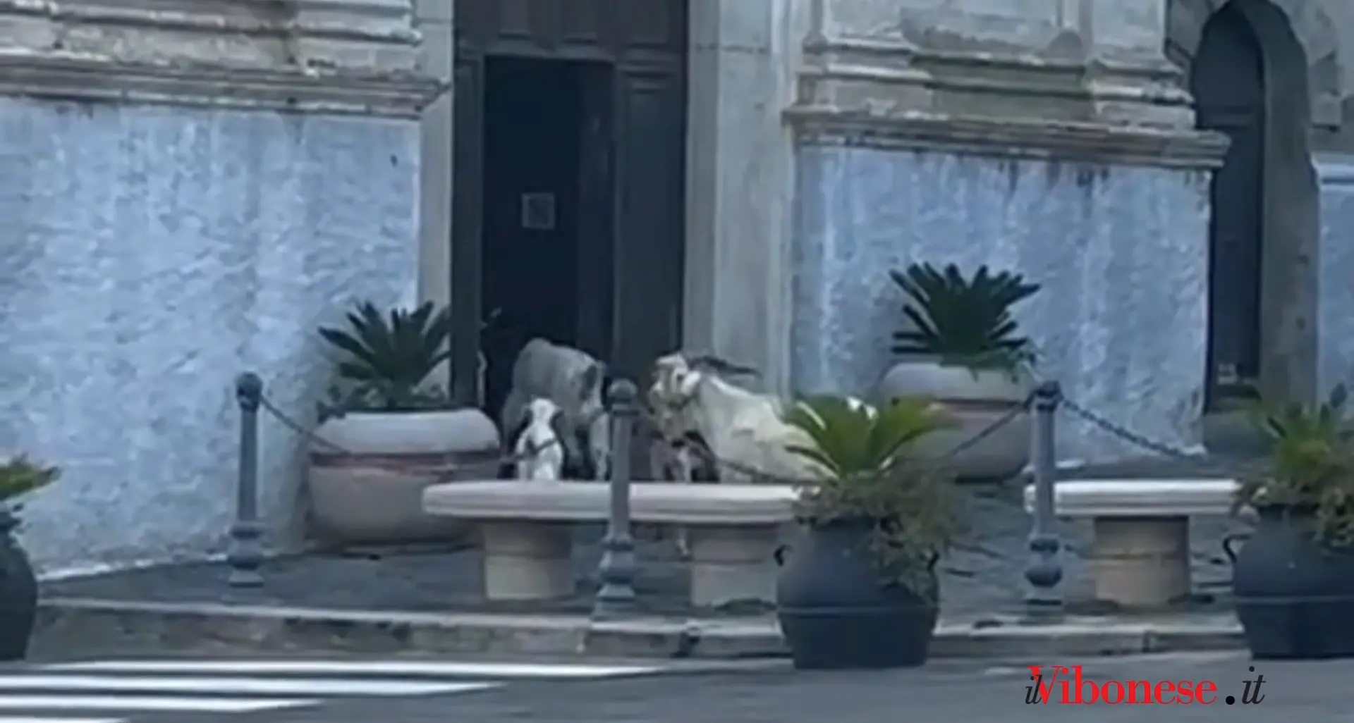 Capre a spasso per Tropea: entrano in chiesa e prendono a testate le vetrine dei negozi