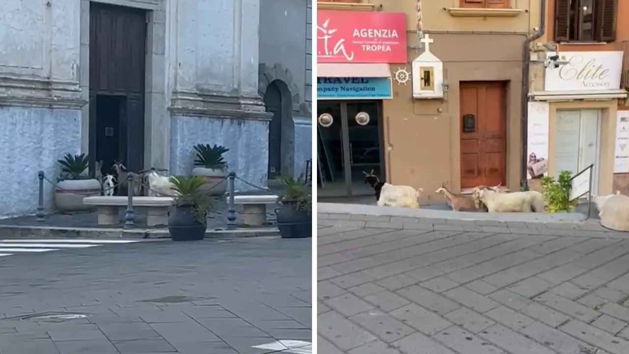 Non solo cinghiali,\u00A0capre a spasso per il centro storico di Tropea: entrano in chiesa e prendono a testate le vetrine\n