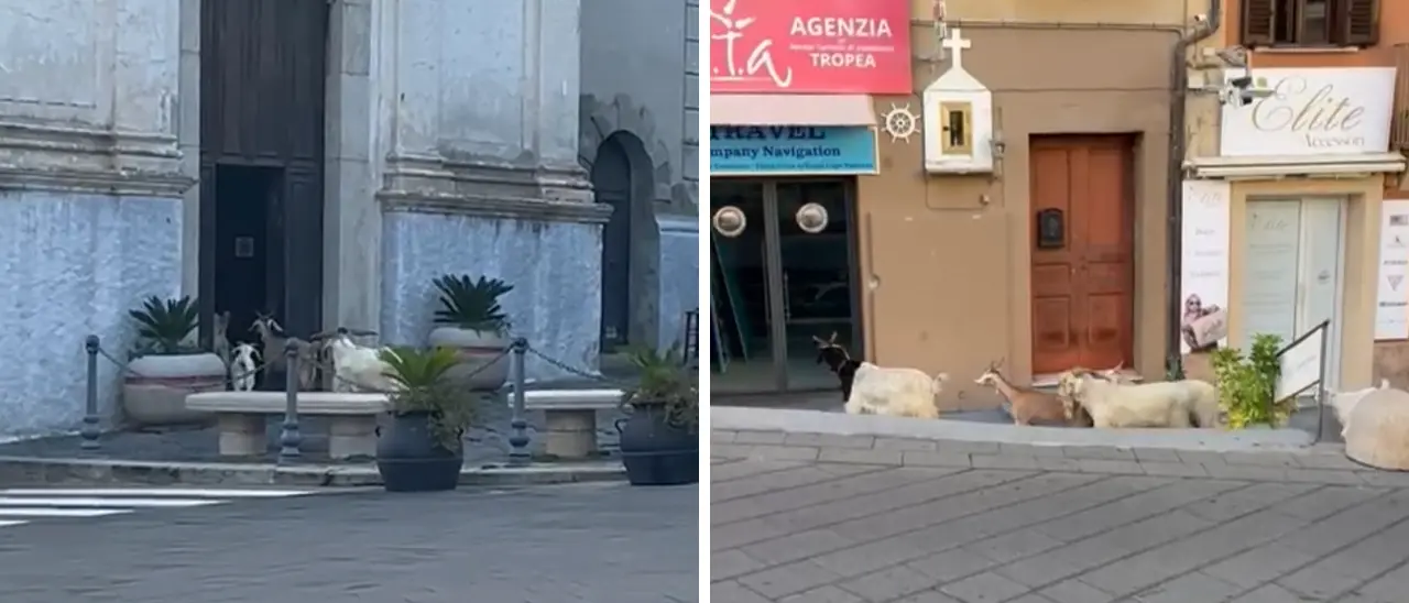 Non solo cinghiali,\u00A0capre a spasso per il centro storico di Tropea: entrano in chiesa e prendono a testate le vetrine\n