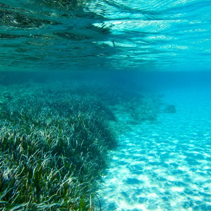 Parchi marini della Calabria, a Vibo la presentazione dei risultati del progetto Edipo sul monitoraggio delle praterie di Posidonia