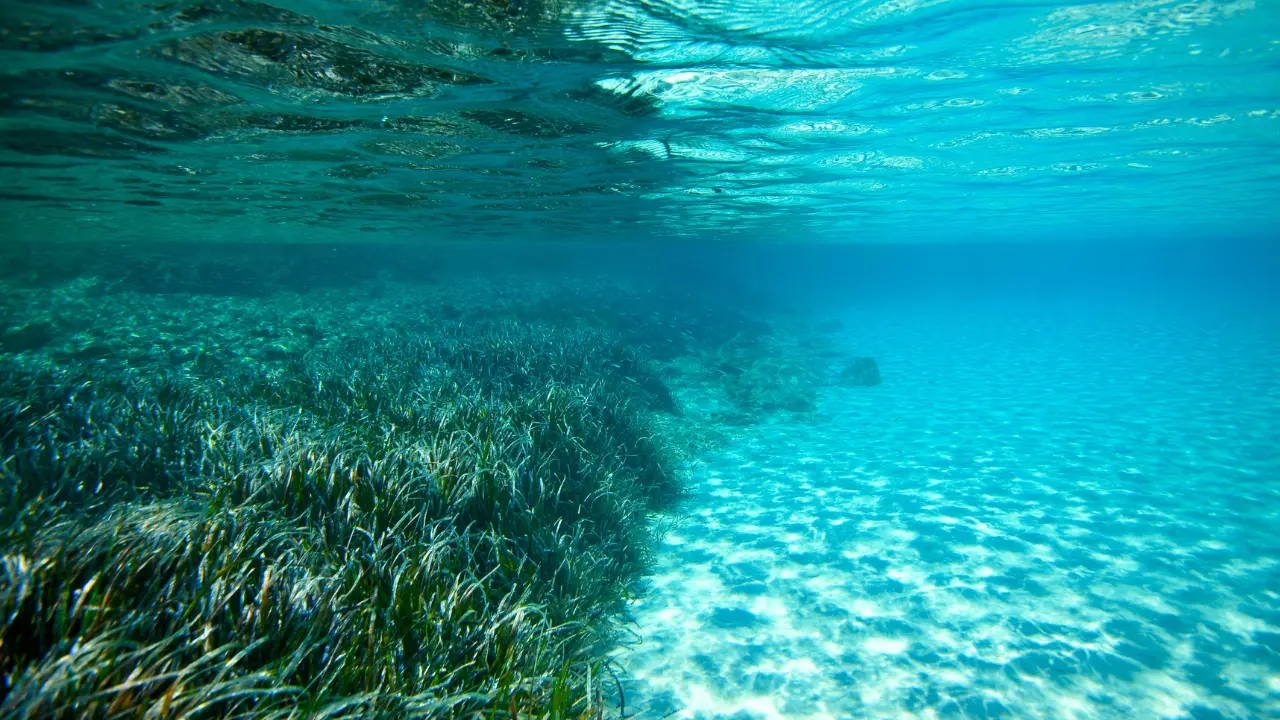<p>Una prateria di Posidonia</p>\\n