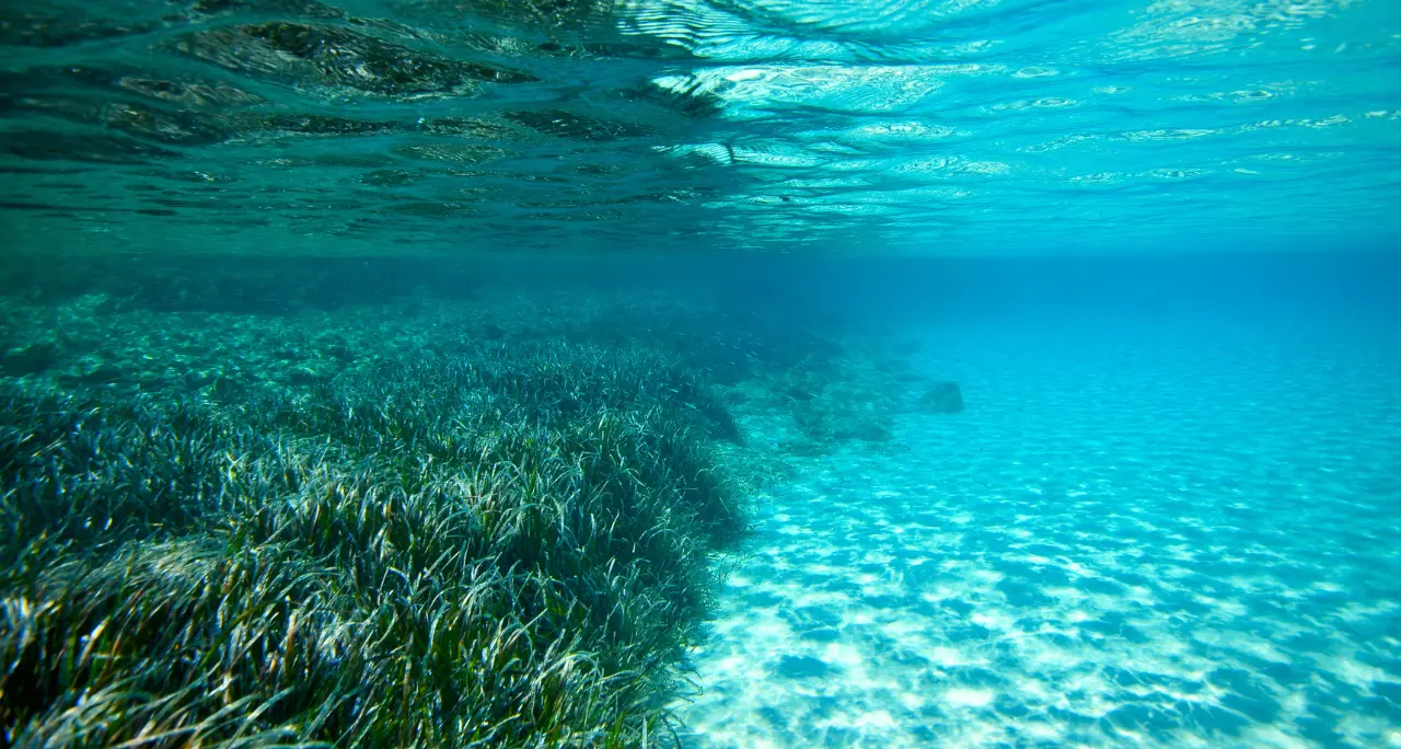 Parchi marini della Calabria, a Vibo la presentazione dei risultati del progetto Edipo sul monitoraggio delle praterie di Posidonia