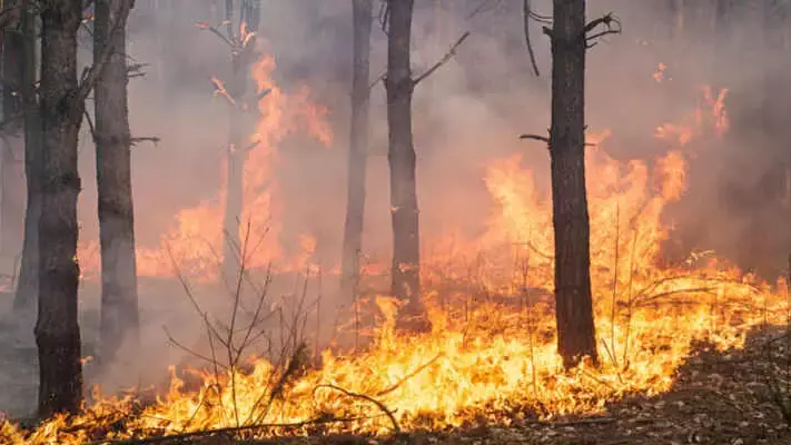 Incendi, anno nero per le foreste italiane: bruciati oltre 94 mila ettari nel 2025. Calabria tra le regioni più colpite\u00A0\n