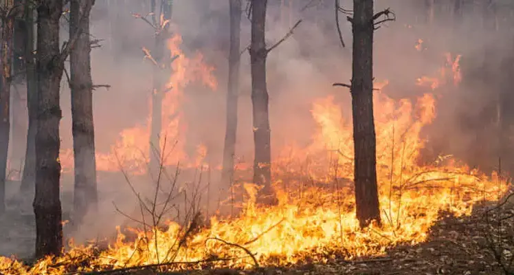 Incendi, anno nero per le foreste italiane: bruciati oltre 94 mila ettari nel 2025. Calabria tra le regioni più colpite\u00A0\n