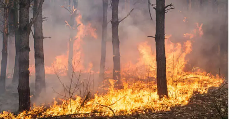 Incendi, anno nero per le foreste italiane: bruciati oltre 94 mila ettari nel 2025. Calabria tra le regioni più colpite\u00A0\n