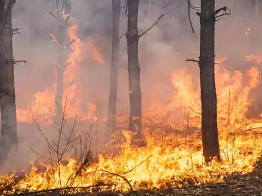 Incendi, anno nero per le foreste italiane: bruciati oltre 94 mila ettari nel 2025. Calabria tra le regioni più colpite