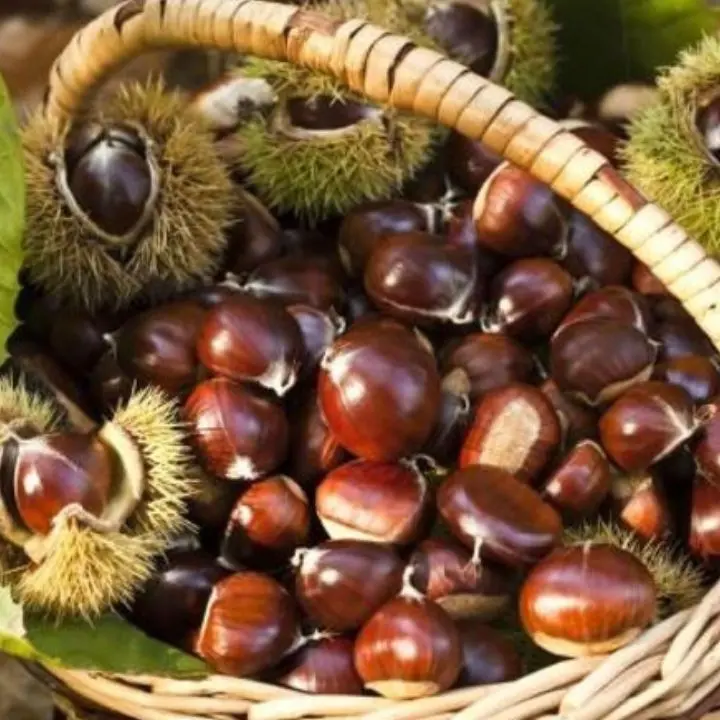 A Marano Principato tutto pronto per la seconda edizione del Festival d'Autunno
