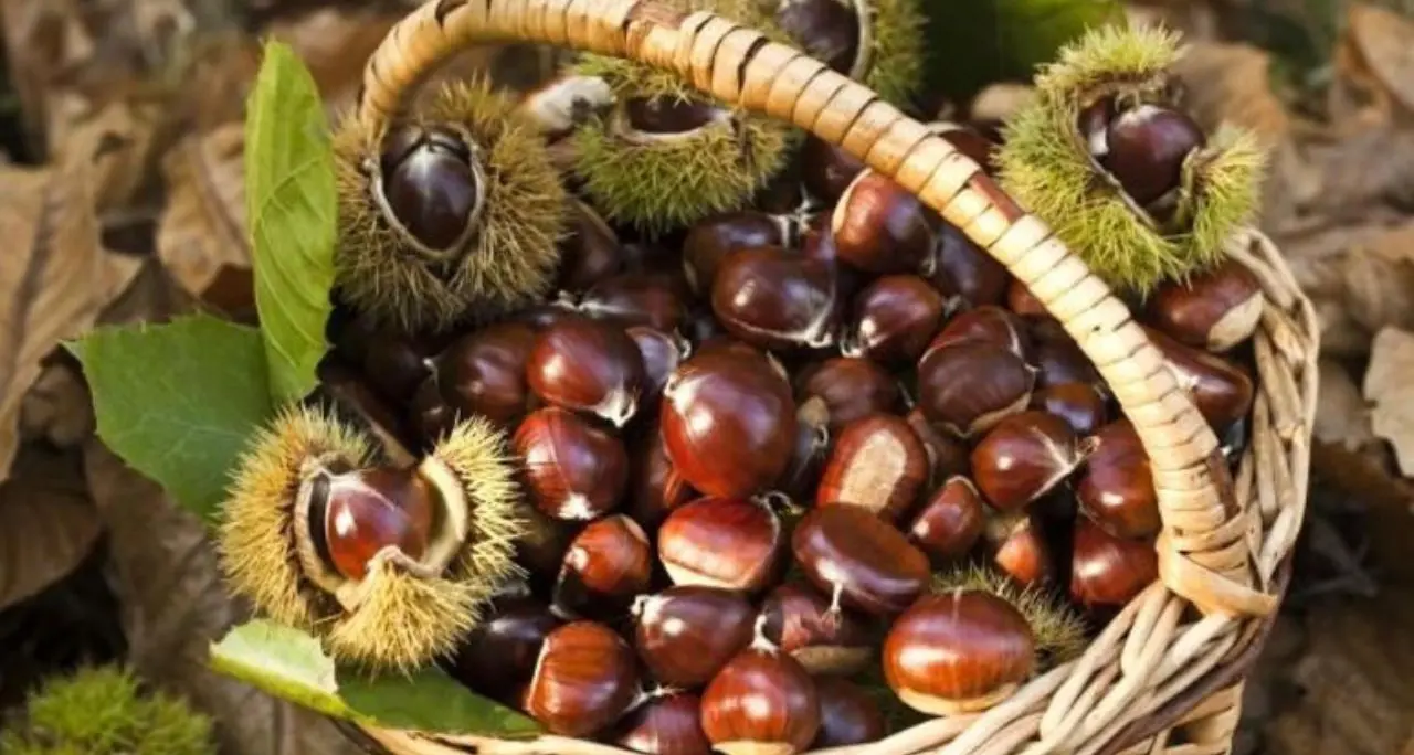 A Marano Principato tutto pronto per la seconda edizione del Festival d'Autunno