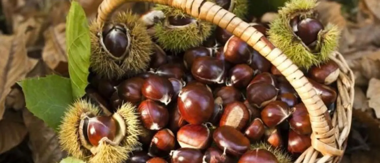 A Marano Principato tutto pronto per la seconda edizione del Festival d'Autunno