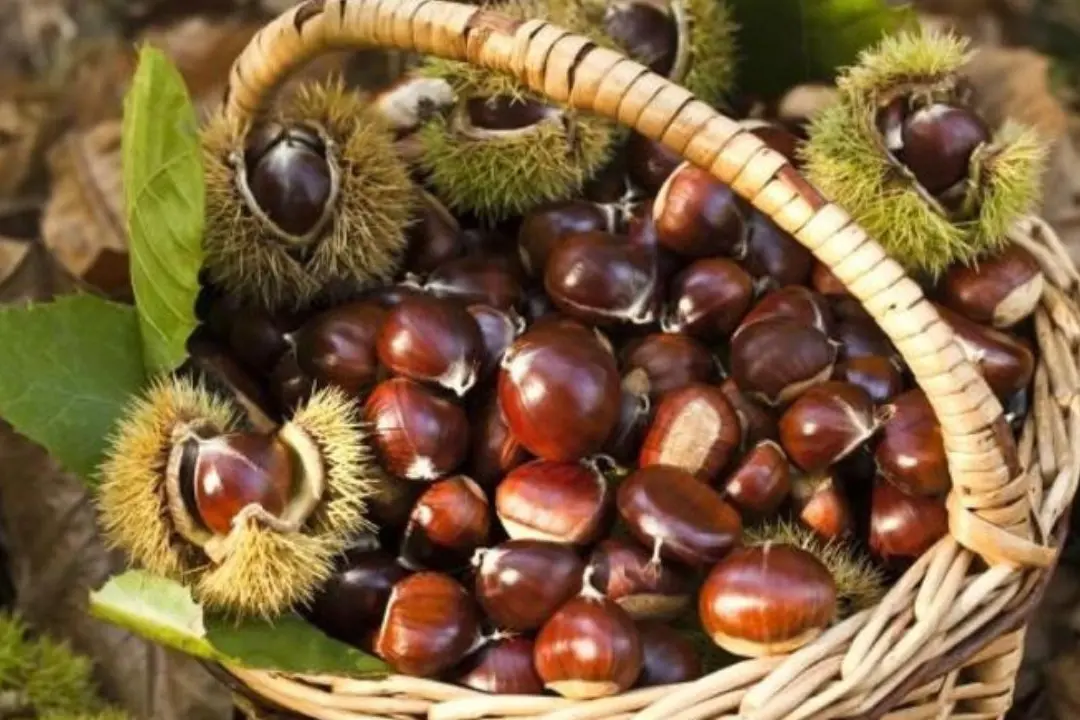 A Marano Principato tutto pronto per la seconda edizione del Festival d'Autunno