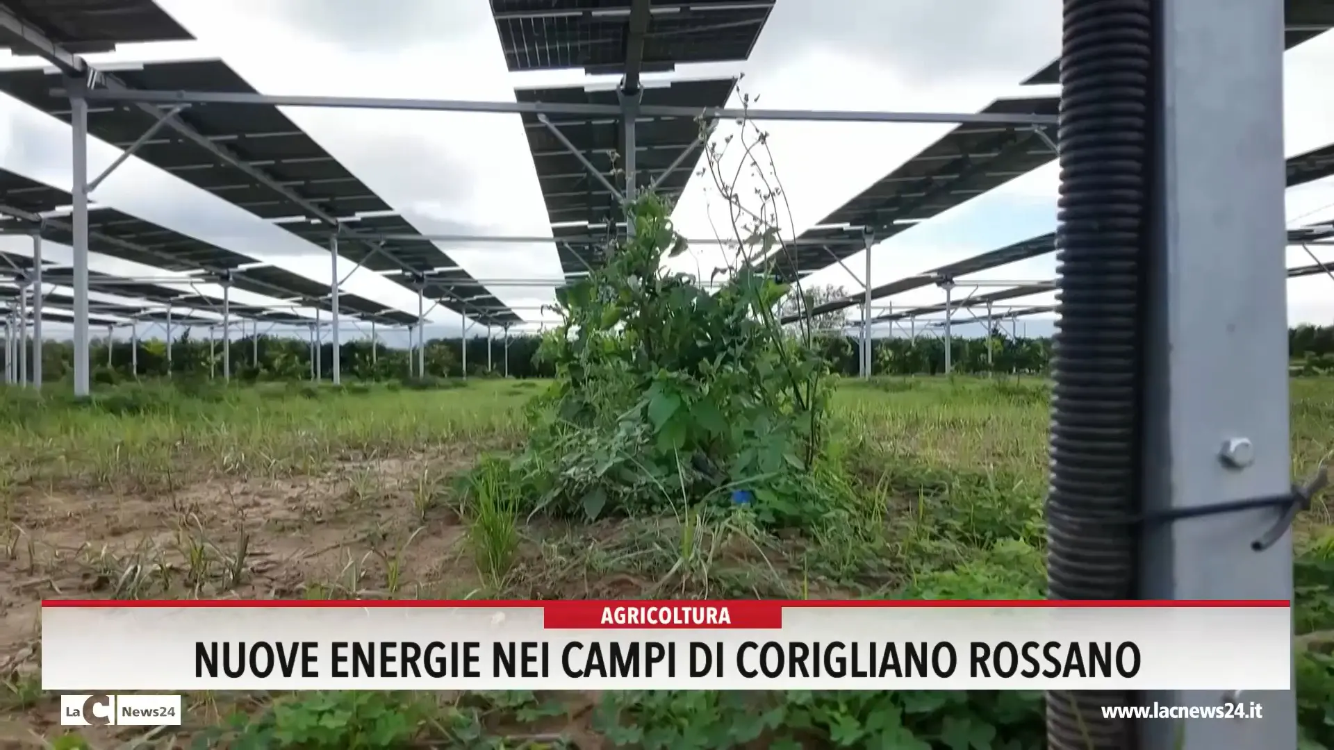 Nuove energie nei campi di Corigliano-Rossano