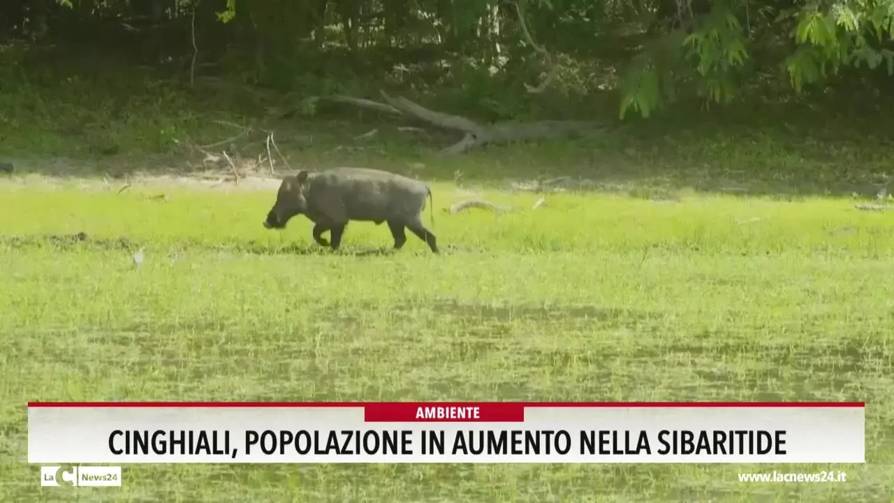 Cinghiali, popolazione in aumento nella Sibaritide
