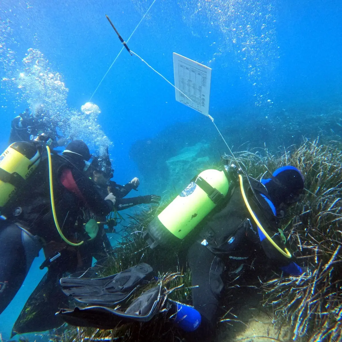 Tutela della Posidonia, Greco: «Calabria laboratorio di sostenibilità del Mediterraneo». A Vibo i risultati del progetto Edipo\n