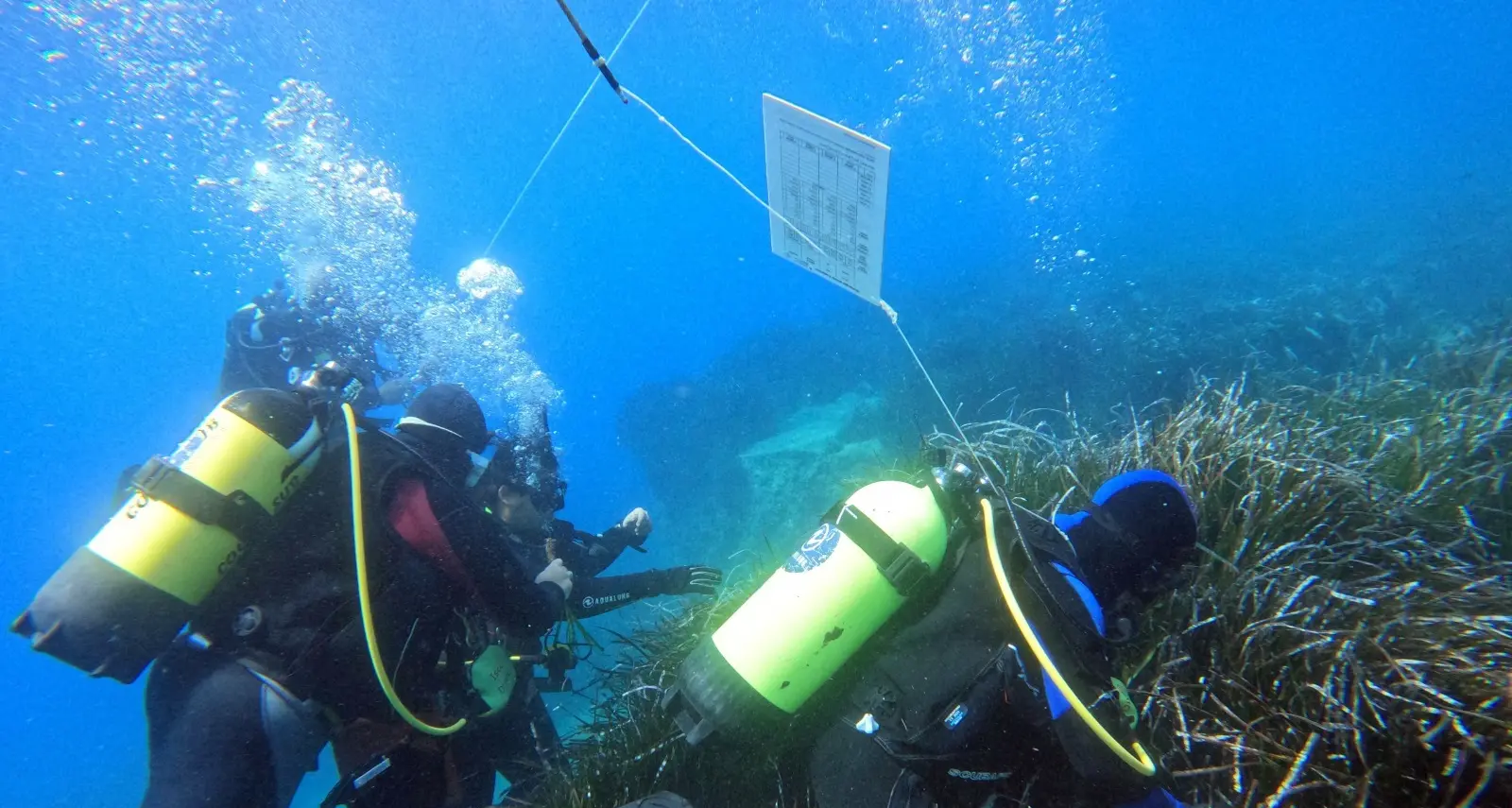 Tutela della Posidonia, Greco: «Calabria laboratorio di sostenibilità del Mediterraneo». A Vibo i risultati del progetto Edipo\n