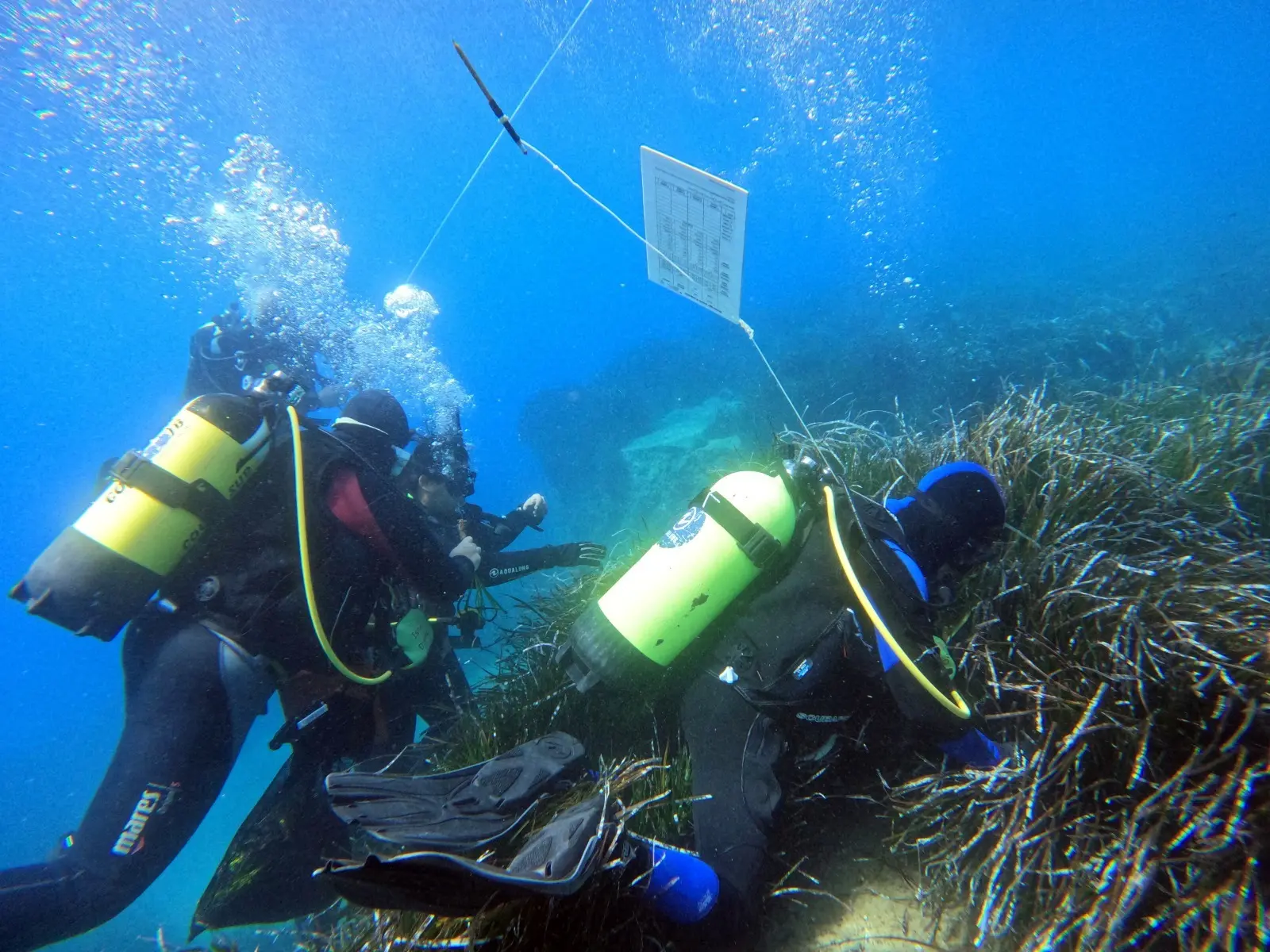 Tutela della Posidonia, Greco: «Calabria laboratorio di sostenibilità del Mediterraneo». A Vibo i risultati del progetto Edipo