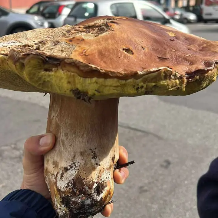 Trovato in Sila un porcino gigante da 2,1 kg: la scoperta di Pietro Bozzo