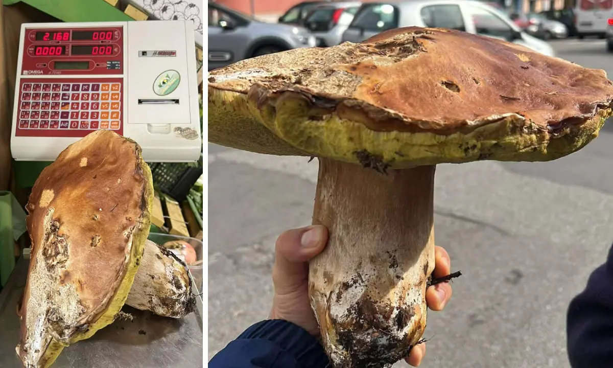 Trovato in Sila un porcino gigante da 2,1 kg: la scoperta di Pietro Bozzo