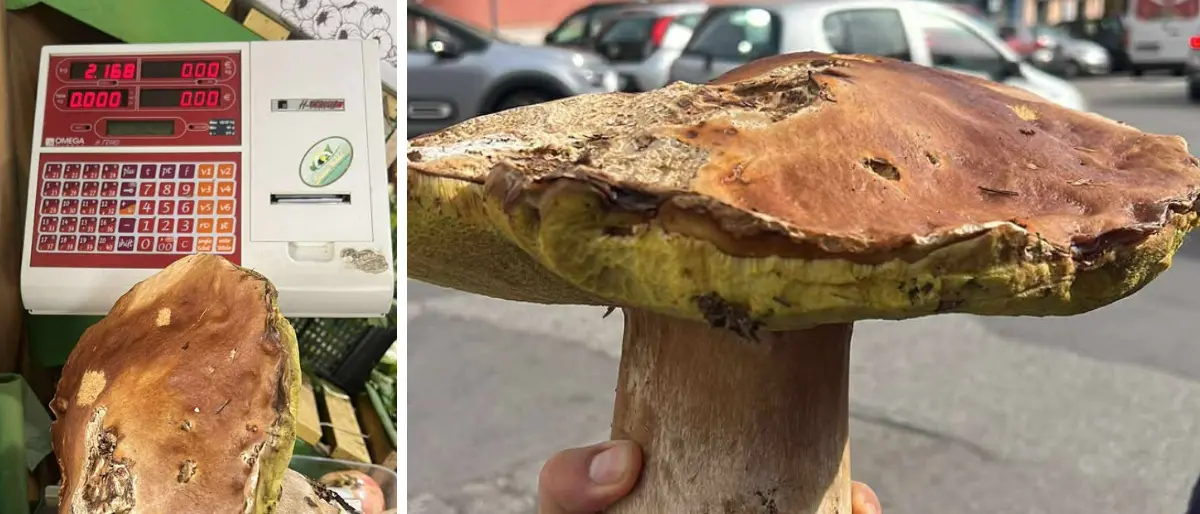 Trovato in Sila un porcino gigante da 2,1 kg: la scoperta di Pietro Bozzo