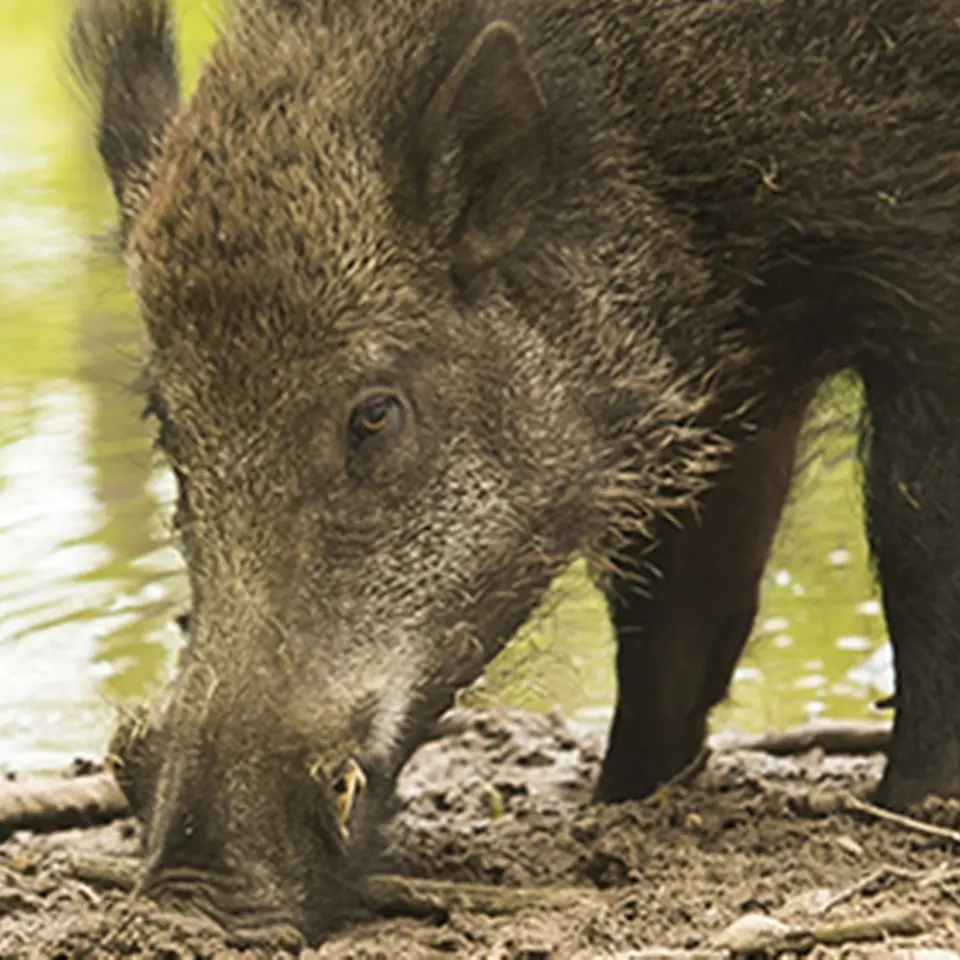 Cinghiale attraversa SS 106: due sedicenni in moto finiscono a terra, animale travolto da un suv