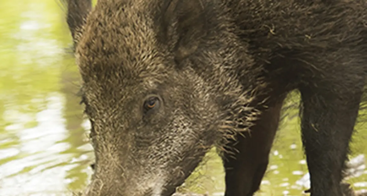 Cinghiale attraversa SS 106: due sedicenni in moto finiscono a terra, animale travolto da un suv