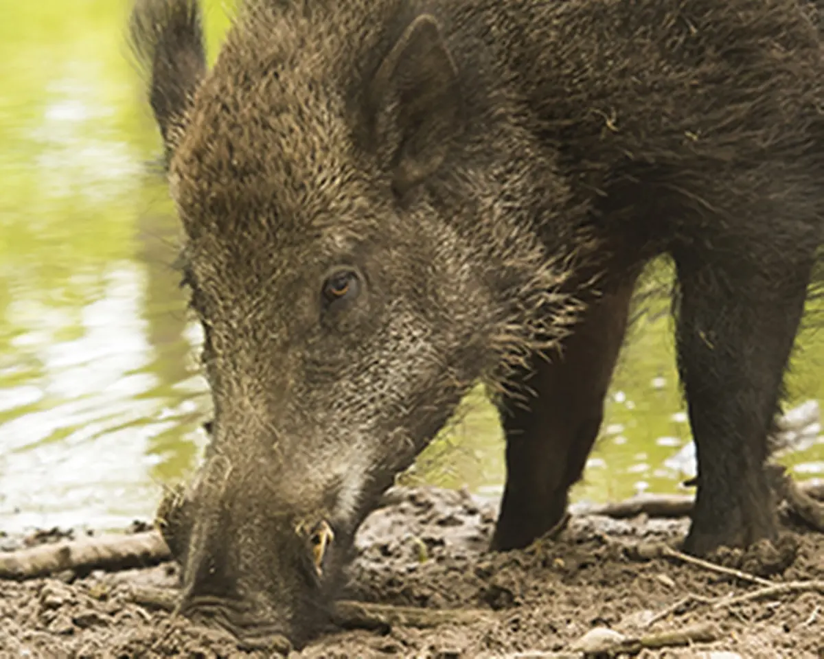 Cinghiale attraversa SS 106: due sedicenni in moto finiscono a terra, animale travolto da un suv