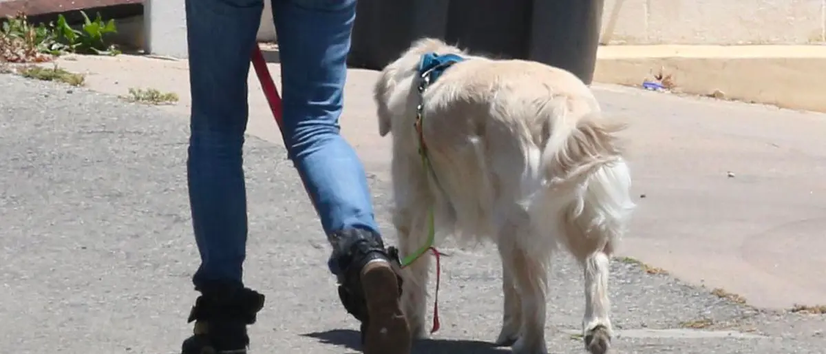 Siderno, cane di proprietà sparato sotto casa\n
