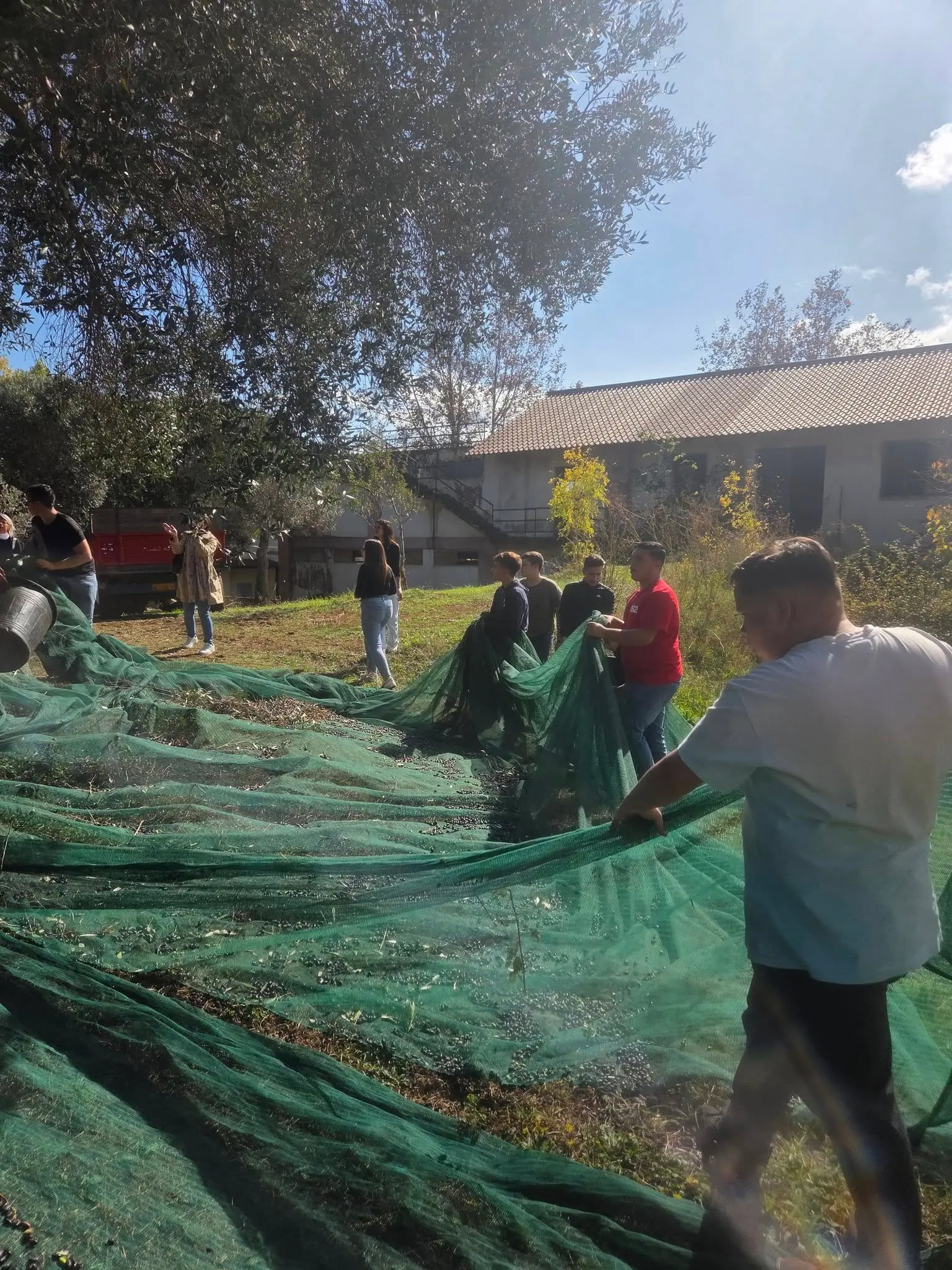 Palmi, gli studenti dell’Istituto Agrario “Einaudi-Alvaro” producono l’olio E.V.O. BIO dell’azienda “Regina Elena”\n