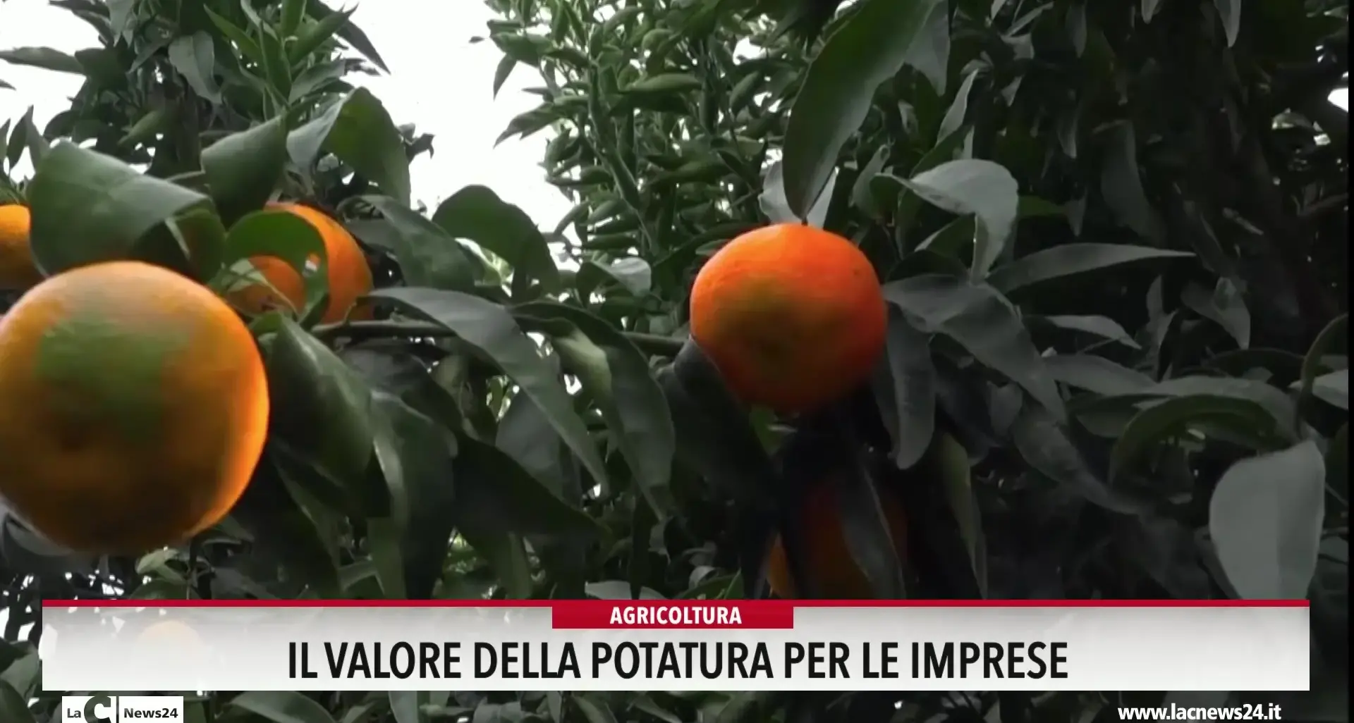 Il valore della potatura per le imprese