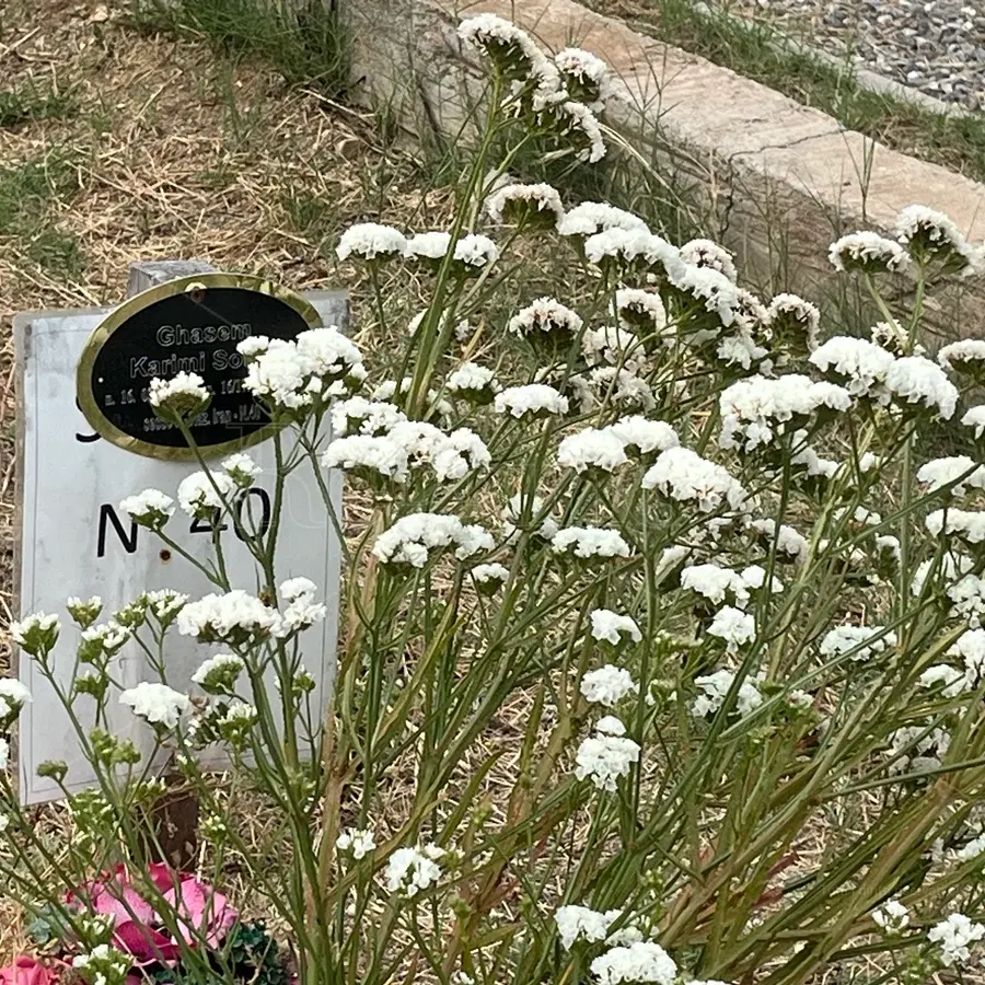 Il distacco universalmente doloroso: a Reggio la memoria \"migrante\" di chi è stato accolto oltre la vita\n