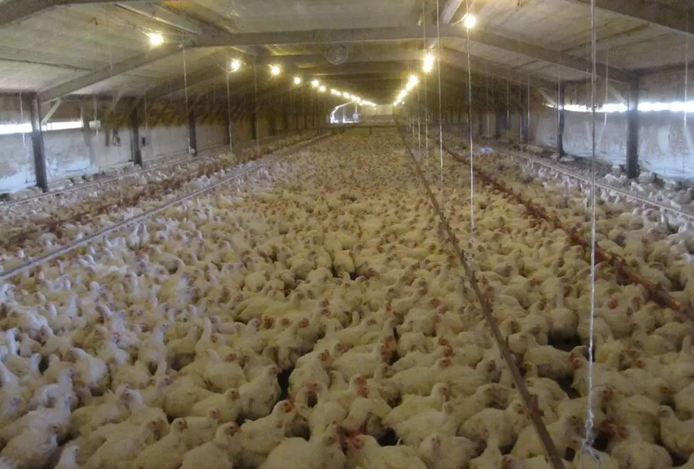 6. (Animal Welfare - stocking density) One house can contain more then 30,000 chickens.