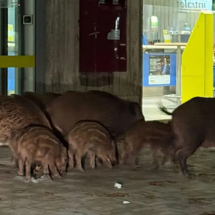 Cinghiali in pieno centro a Vibo, reazioni social tra paura e ironia: «Forse erano in fila alle Poste»\n