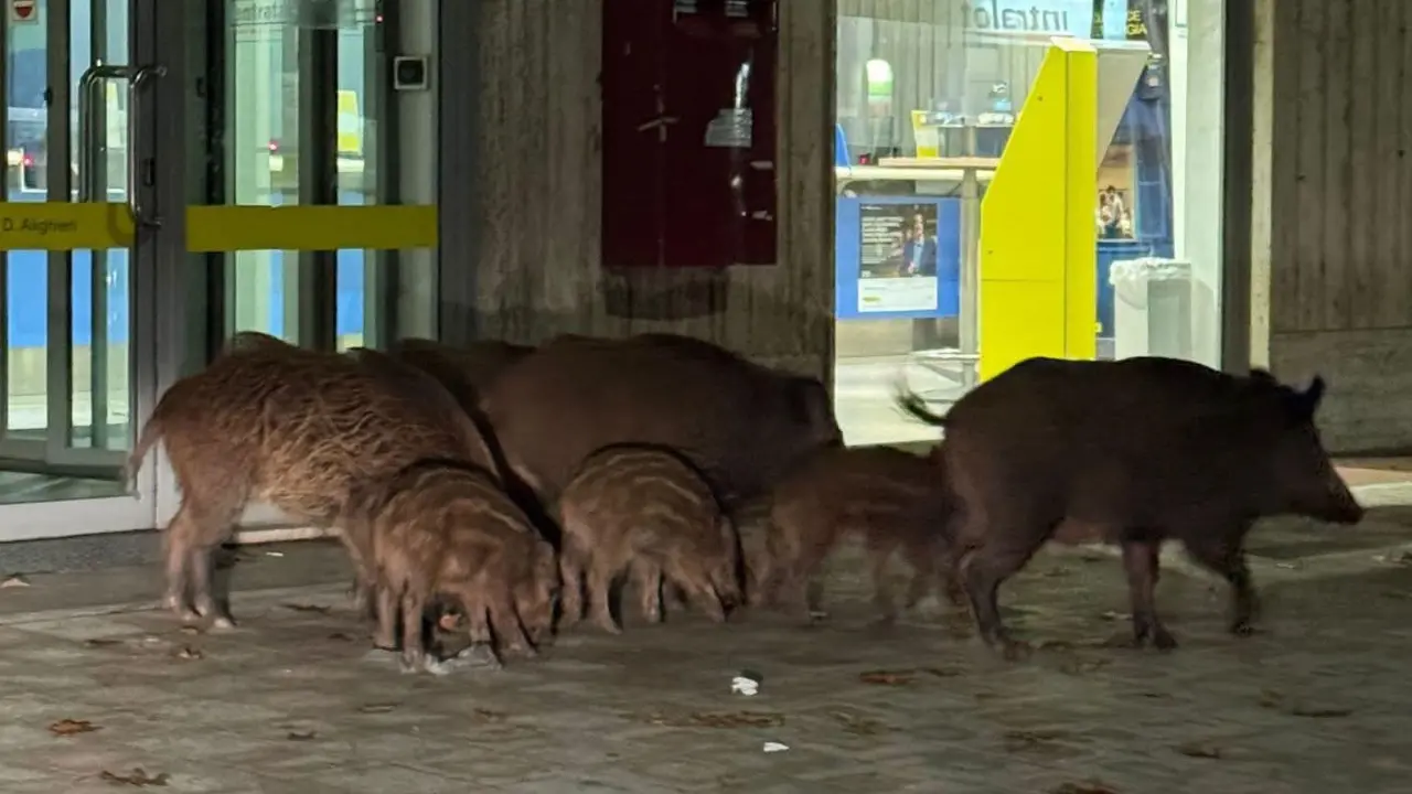 Cinghiali in pieno centro a Vibo, reazioni social tra paura e ironia: «Forse erano in fila alle Poste»\n