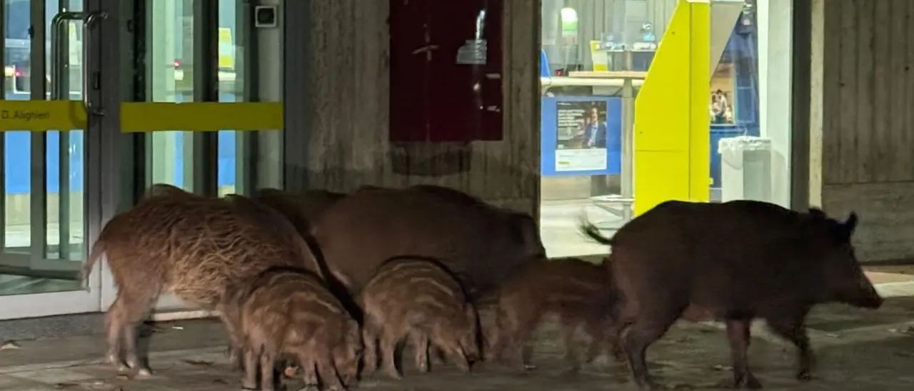 Cinghiali in pieno centro a Vibo, reazioni social tra paura e ironia: «Forse erano in fila alle Poste»\n