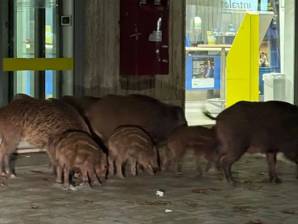 Cinghiali in pieno centro a Vibo, reazioni social tra paura e ironia: «Forse erano in fila alle Poste»