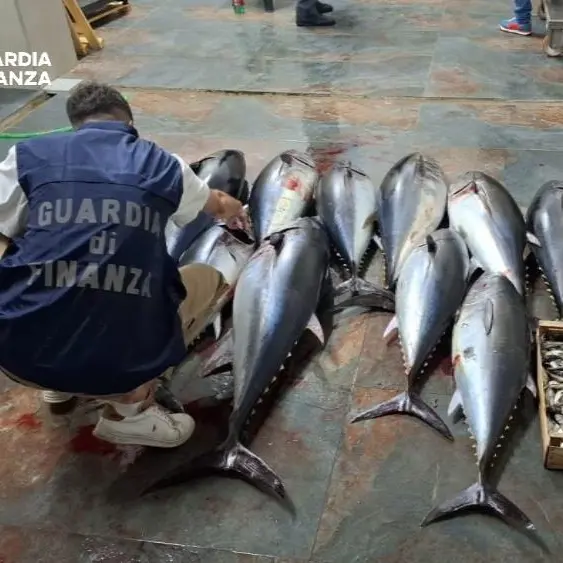 Cirò Marina, sequestrati 270 chili di tonno rosso trasportati illegalmente: sanzionato\u00A0autista\n