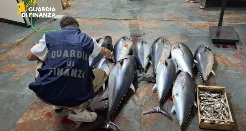 Cirò Marina, sequestrati 270 chili di tonno rosso trasportati illegalmente: sanzionato\u00A0autista\n