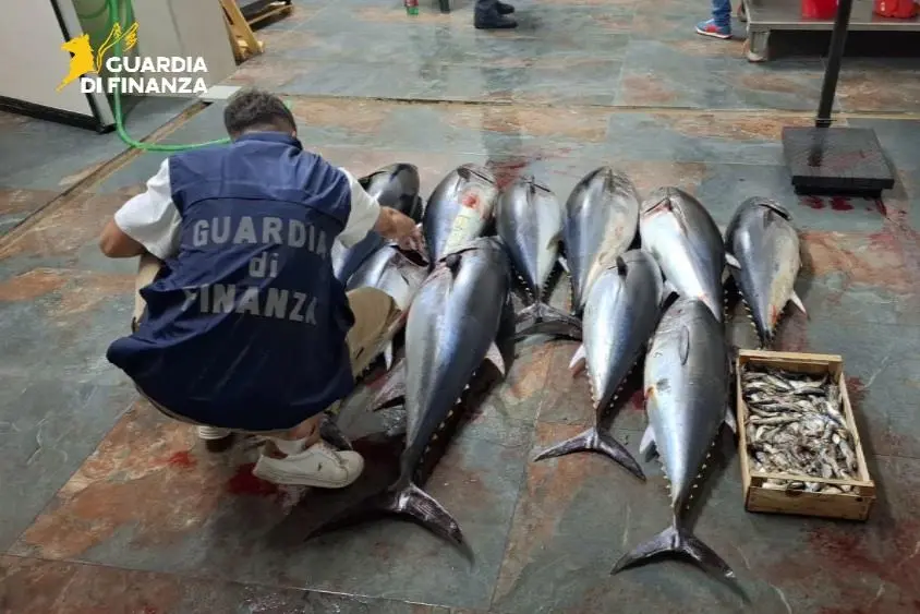 Cirò Marina, sequestrati 270 chili di tonno rosso trasportati illegalmente: sanzionato\u00A0autista\n