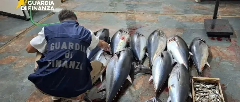 Cirò Marina, sequestrati 270 chili di tonno rosso trasportati illegalmente: sanzionato\u00A0autista\n