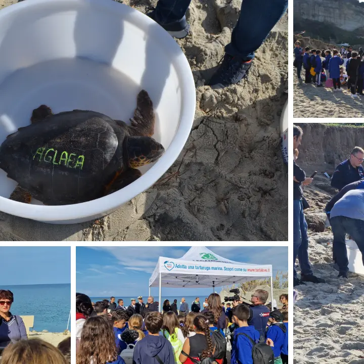 A Ricadi tornano a nuotare “Caterina” e “Aglaea”: due tartarughe Caretta caretta rilasciate sulla spiaggia di Formicoli\n