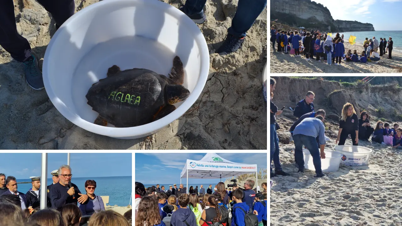A Ricadi tornano a nuotare “Caterina” e “Aglaea”: due tartarughe Caretta caretta rilasciate sulla spiaggia di Formicoli\n
