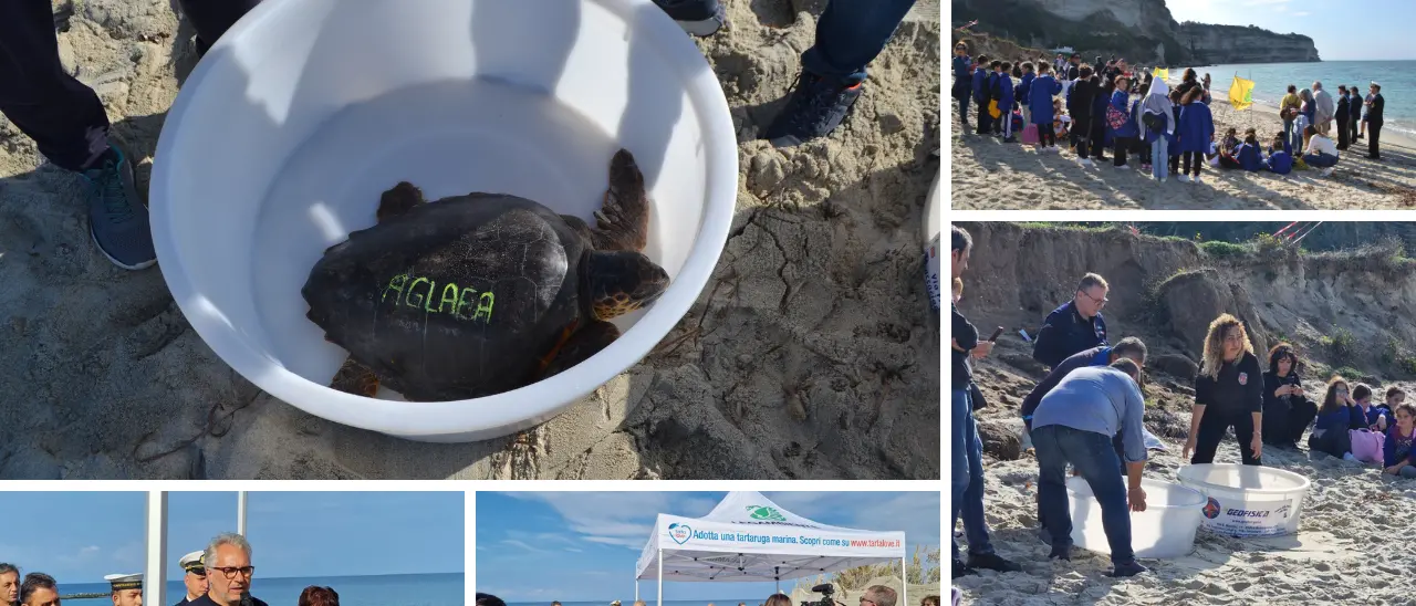 A Ricadi tornano a nuotare “Caterina” e “Aglaea”: due tartarughe Caretta caretta rilasciate sulla spiaggia di Formicoli\n