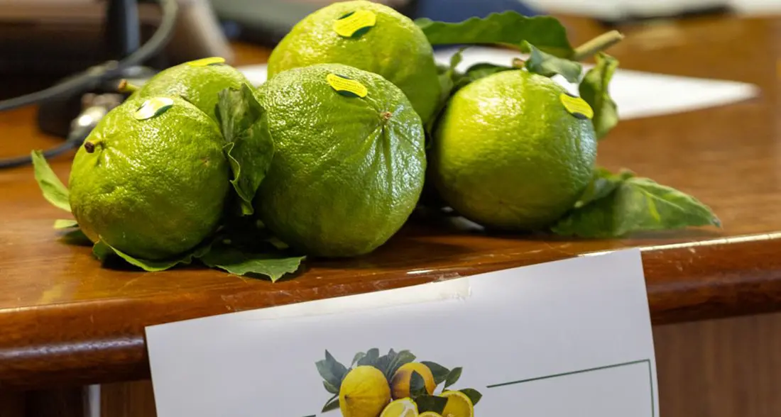 Il Bergamotto di Reggio Calabria pretende l’avvio di una fase positiva per la creazione di ricchezza diffusa