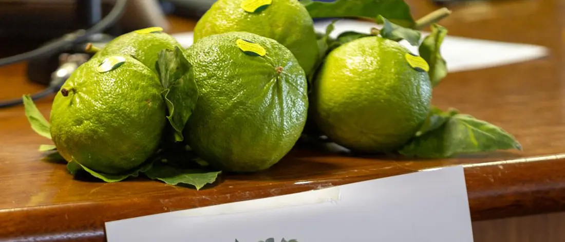 Il Bergamotto di Reggio Calabria pretende l’avvio di una fase positiva per la creazione di ricchezza diffusa