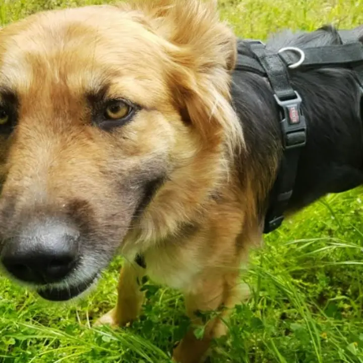 Cotronei, cane ucciso da un colpo di fucile vicino casa: «Gesto criminale»\n