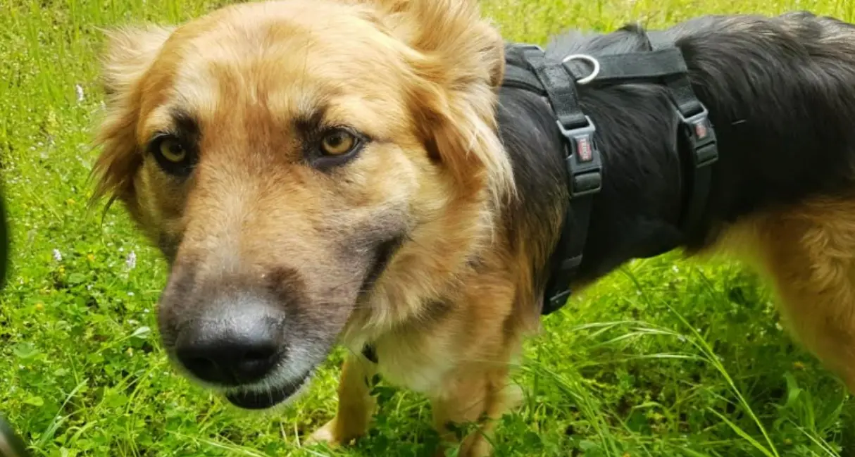 Cotronei, cane ucciso da un colpo di fucile vicino casa: «Gesto criminale»\n