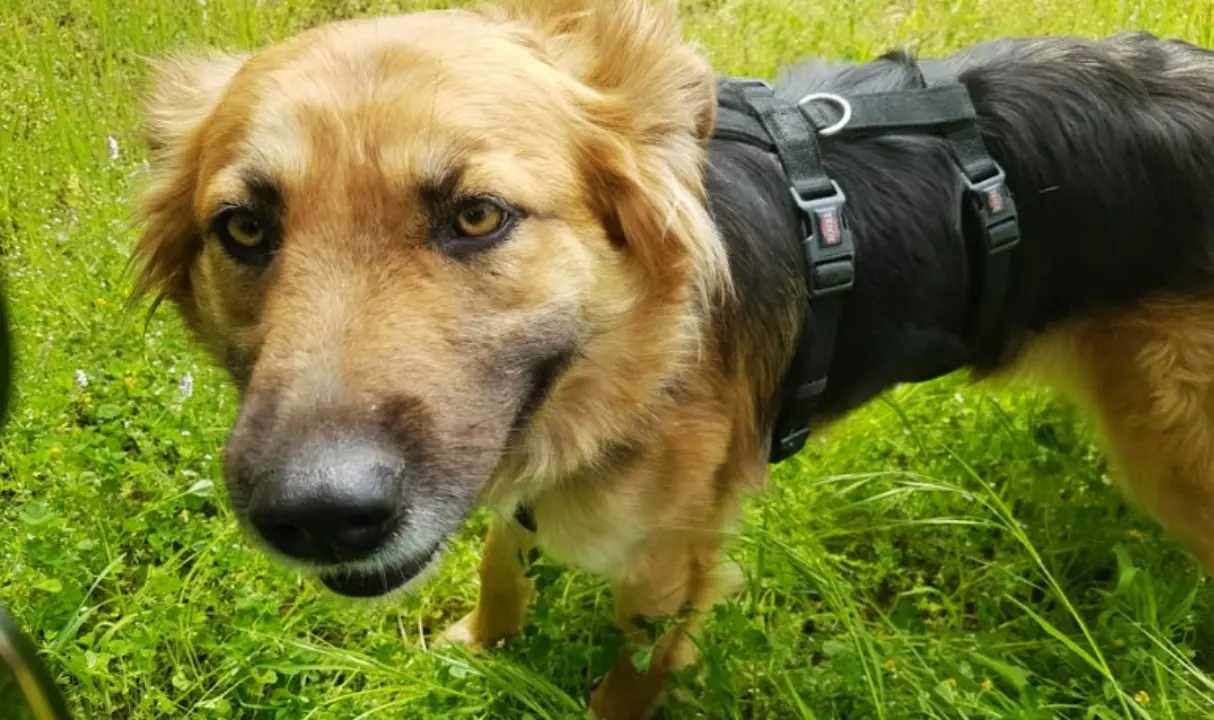 Cotronei, cane ucciso da un colpo di fucile vicino casa: «Gesto criminale»\n